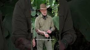 Video post by @60minutes on YouTube