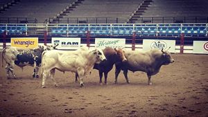 Image post by @american_royal on Instagram