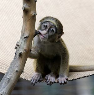 Image post by @sandiegozoo on Instagram