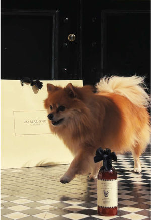 Video post by @jomalonelondon on TikTok