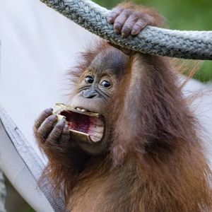 Image post by @sandiegozoo on Instagram
