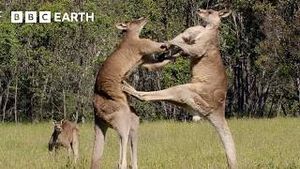 Video post by @bbcearth on YouTube
