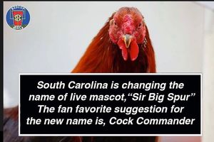 Image post by @redcupgamecocks on Instagram