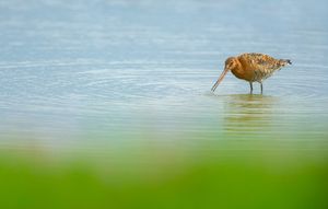 Image post by @rspb on Instagram