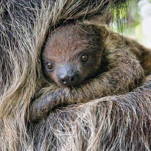 Image post by @sandiegozoo on Instagram