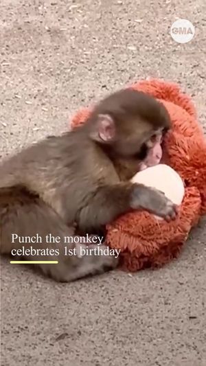 Video post by @gma on TikTok