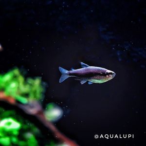 Image post by @aqualupi on Instagram