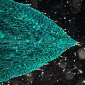 Image post by @worldscifest on Instagram
