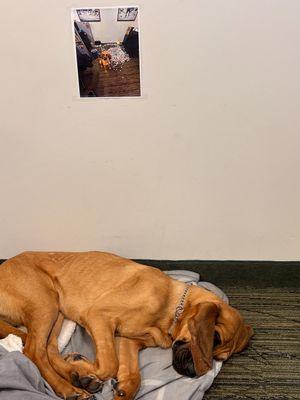 Image post by @mnwildpup on Instagram