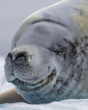 Image post by @sealegacy on Instagram