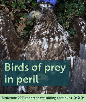 Image post by @rspb on Instagram