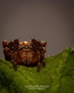 Image post by @lathanuelf_photos on Instagram