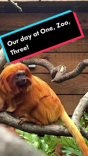 Video post by @cbbc on TikTok