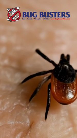 Video post by @bugbustersusa on TikTok