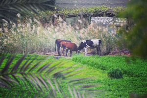 Image post by @faragelo22 on Instagram