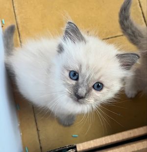 Image post by @brunrik.and.pyrene.ragdolls on Instagram