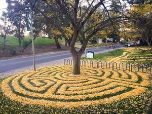Image post by @sacstate on Twitter