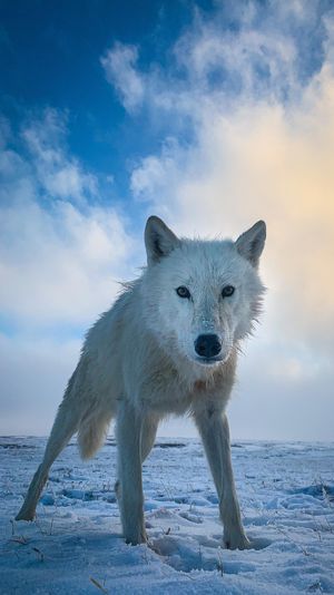 Video post by @bbcearth on Instagram