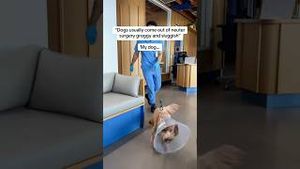Video post by @tedflixnchill on YouTube
