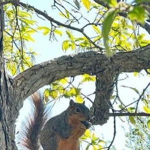 Image post by @squirrels.mizzou on Instagram