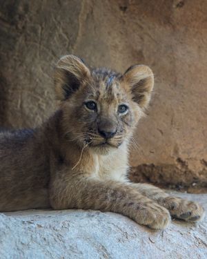 Image post by @sandiegozoo on Instagram