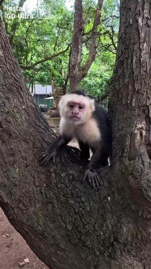 Video post by @luissantanaphoto on TikTok