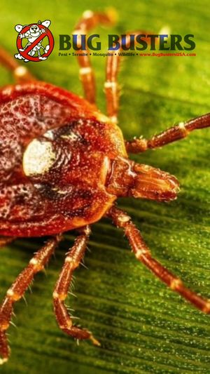 Video post by @bugbustersusa on TikTok