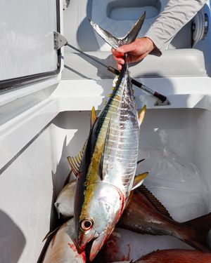 Image post by @freemanboatworks on Instagram