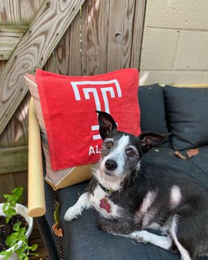 Image post by @templealumni on Instagram