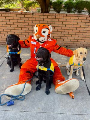 Image post by @clemsoncaninecompanions on Instagram