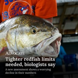 Image post by @theadvocatebr on Instagram