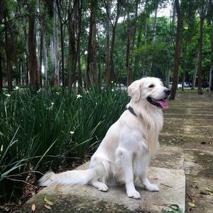 Image post by @mikethewhitegolden on Instagram