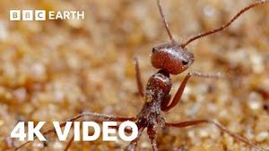 Video post by @bbcearth on YouTube