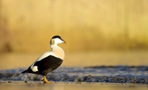 Image post by @rspb on Instagram