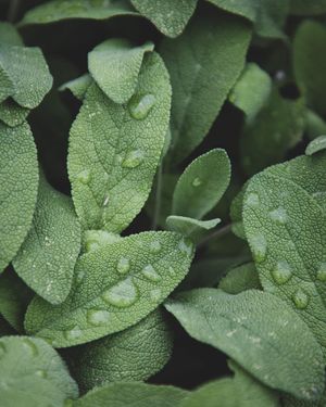 Image post by @carmeninthegarden on Instagram