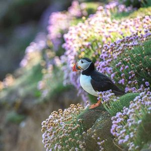 Image post by @rspb on Instagram