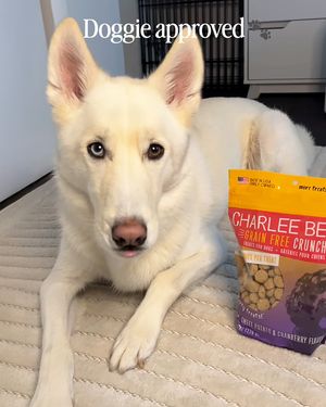 Image post by @charlee_bear_dogtreats on Instagram
