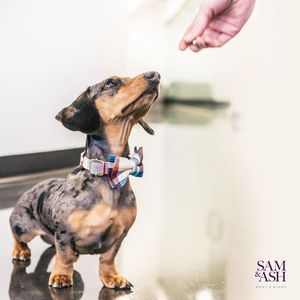 Image post by @samandashlaw on Instagram