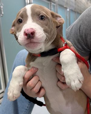 Image post by @spokhumanesoc on Instagram
