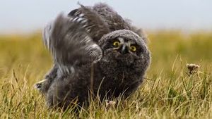 Video post by @bbcearth on YouTube