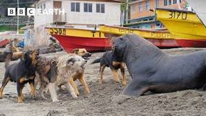 Video post by @bbcearth on YouTube