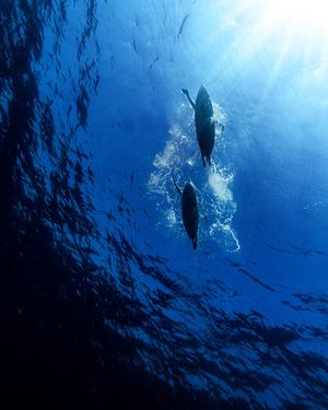 Image post by @gopro on Instagram