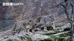 Video post by @bbcearth on YouTube