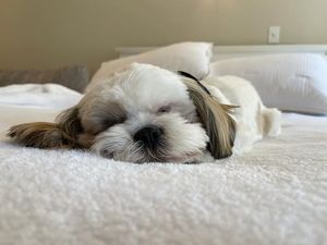 Image post by @evolvepetfood on Instagram
