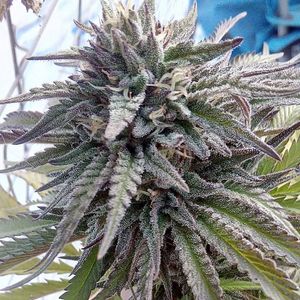 Image post by @TheGrowDoctorOklahoma on Facebook