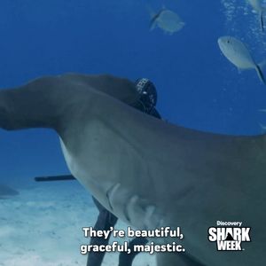 Video post by @SharkWeek on Twitter