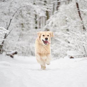 Image post by @animalplanet on Instagram