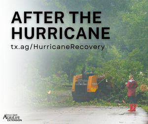 Image post by @txextension on Instagram