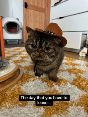 Image post by @lejonnytran on TikTok