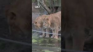 Video post by @gbnewsonline on YouTube